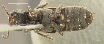 Media type: image;   Entomology 7327 Aspect: habitus ventral view
